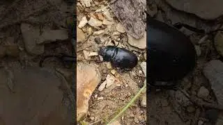 Beetle Spotted #england #birds #nature #funny #insects #rare #endangeredspecies #animals