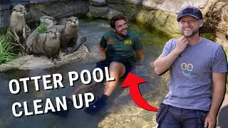 OTTER POOL CLEAN AT HERTFORDSHIRE ZOO 🦦