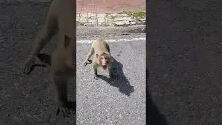 Паттайский гопарь понимает некоторые фразы на русском #путешествия #пенное