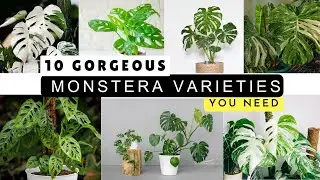 10 gorgeous monstera varieties you need in your plant collection