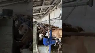 Линейный Молокопровод. Уклоны.