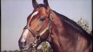 Dogwood Stables