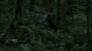 Uudishimuliku karuga kohtumine Ursus arctos Ohakvere Virumaa Estonia 2014 suvi