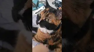 вот так и работаем,  тяжело очень) #gamedev #ue5 #cat