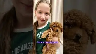 Тренировка той пуделя дома🐾