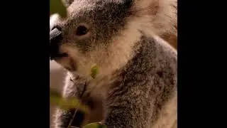 Nature Secret animals