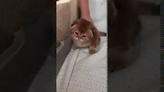 Gold cat