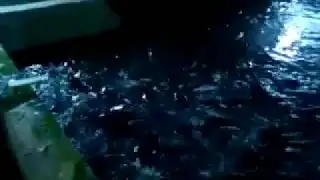 Клариевый сом ест