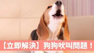 【立即解決】狗狗吠叫問題！
