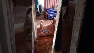 Вот это даа, Куклачов свяжитесь со мной ахаха