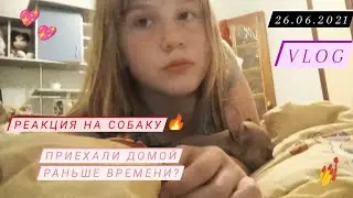 VLOG:Приехала домой раньше времени?Реакция на собаку/Анастасия Черепанова