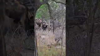 AFRICAN WILD DOGS PLAYING BEFORE THE HUNT! Kruger National Park, South Africa #shorts