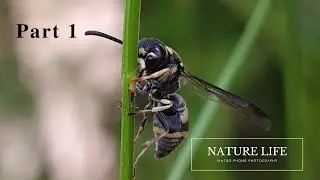 Macro Phone Photography Using Samsung S20 Fe ||Part 1