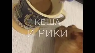 Кеша и Рикардо