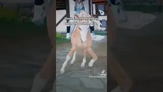 star stable BUG on the paint horse | SSO TikTok