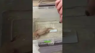 Как достать камень из аксолотля. Аксолотль съел камень! 