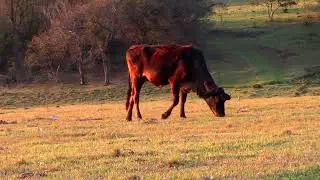 The care, respect and  protection of the cows.