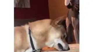 как психует собаченка