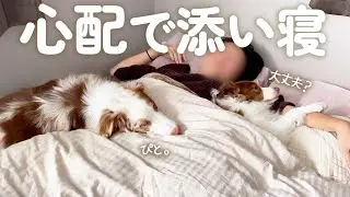 体調不良のパパが心配で、添い寝をする犬達がこちらです・・・【ボーダーコリー・オーストラリアンシェパード】