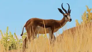 {PLANET ZOO} Springbok Habitat Build