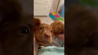 Ку-ку Шелли🙈😍🐶 