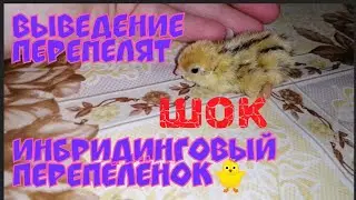 Выведение перепелят/Инбридинговый перепелёнок