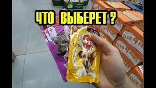 Спаниель Сёма дегустатор: Кошачий корм или Собачий со вкусом говядины. Что Сёма выберет?