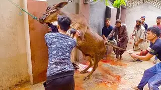 Beautiful Cow Qurbani at Bakra Eid 2021 | Cattle Market Karachi | Eid ul Azha 2021 | Eid ul Adha