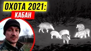 🐗 Осенняя охота на кабана 2021. 🍁 Енотовидные собаки. Закрыл лицензию