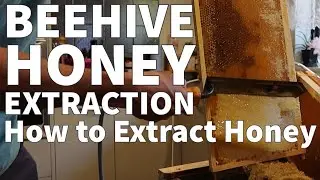 Beehive Honey Extraction - How to Extract Honey