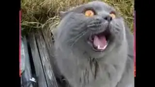 Singing cat