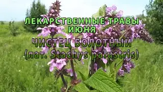 Лекарственные растения июня "Чистец болотный"