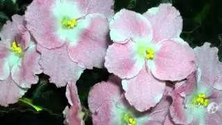 Узамбарские фиалки  Как растить узамбарские фиалки