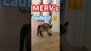 merv the talking cat folds laundry.  