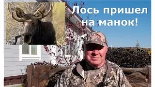 Охота на лося на реву 2023. Лось вышел на манок.