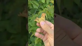 I Found an American Hazelnut tree in our woods#homestead #hazelnut #outdoors