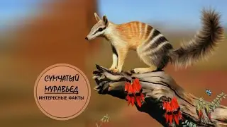 СУМЧАТЫЙ МУРАВЬЕД🦘/Засоня с крепкой нервной системой🦘🐛🦘