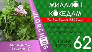 #МИЛЛИОНКОКЕДАМ-62 Стрим: САМАЯ СТАРАЯ КОКЕДАМА В МИРЕ! Финал.