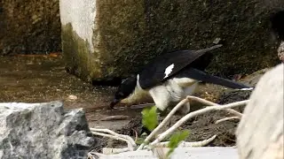 Pied crested cuckoo / ચાતક પક્ષી / મોતીડો