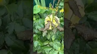 Розочка!