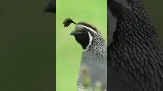 California quail 💚