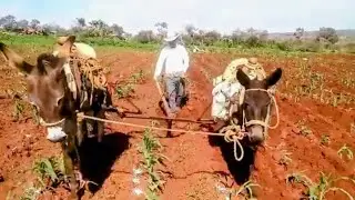 Siembra con yunta de burros | Episodio #20