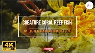 Nature in 4K Beautiful Coral Reef Fish | Amazing Creature Coral Reef Fish In 4k View