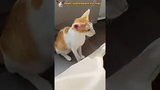 Акробатическая неудача Руфинского😺 #shorts #cat #comedy #funny