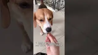 Solution for dogs that like to bite 😱 