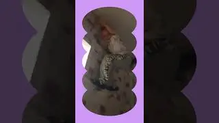 в следующем видео будет кот буся