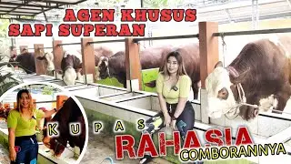 Agen sapi superan dan ini dia rahasia comboranya yang bikin Gemoy Gemoy
