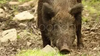 Wild Boar Walking Through Mud. Stock Footage