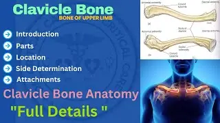 Clavicle Bone | Anatomy of Clavicle Bone | Clavicle Anatomy #clavicle #clavicleanatomy