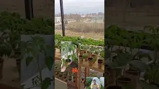 Выращивание томатов 🍅
